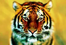 closeup tigers photomanipulation Art HD Wallpaper